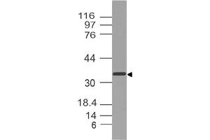 Image no. 1 for anti-Secreted Protein, Acidic, Cysteine-Rich (Osteonectin) (SPARC) (AA 52-268) antibody (ABIN5027542) (SPARC 抗体  (AA 52-268))