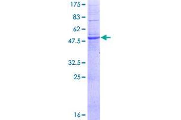 MPZL2 Protein (AA 1-215) (GST tag)