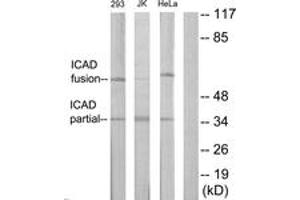 Western Blotting (WB) image for anti-DNA Fragmentation Factor, 45kDa, alpha Polypeptide (DFFA) (AA 151-200) antibody (ABIN2889986) (DFFA 抗体  (AA 151-200))