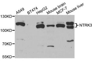 Western blot analysis of extracts of various cell lines, using NTRK3 antibody (ABIN5973454) at 1/1000 dilution. (NTRK3 抗体)