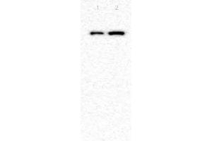 Western Blotting (WB) image for anti-Tight Junction Protein 1 (TJP1) (AA 1551-1702) antibody (ABIN675024)