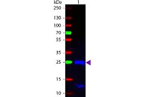Western blot of Fluorescein conjugated Goat F(ab’)2 Anti-Human IgG F(ab’)2 Pre-Adsorbed secondary antibody. (山羊 anti-人 IgG (F(ab')2 Region) Antibody (FITC) - Preadsorbed)