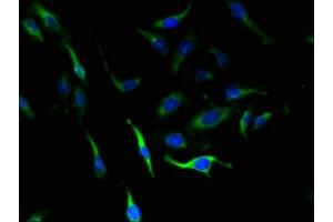 Immunofluorescent analysis of Hela cells using ABIN7151506 at dilution of 1:100 and Alexa Fluor 488-congugated AffiniPure Goat Anti-Rabbit IgG(H+L) (SLC4A8 抗体  (AA 1-300))