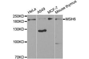 Western blot analysis of extracts of various cell lines, using MSH6 antibody. (MSH6 抗体)