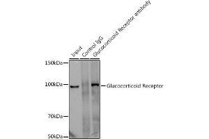 Immunoprecipitation analysis of 300 μg extracts of U-251MG cells using 3 μg Glucocorticoid Receptor antibody (ABIN7269016). (Glucocorticoid Receptor 抗体)