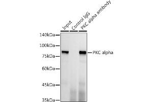 Immunoprecipitation analysis of 300 μg extracts of HeLa cells using 3 μg PKC alpha antibody (ABIN6128460, ABIN6135858, ABIN6135859 and ABIN7101370). (PKC alpha 抗体)