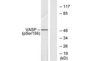 Western Blotting (WB) image for anti-Vasodilator-Stimulated phosphoprotein (VASP) (pSer157) antibody (ABIN2888553) (VASP 抗体  (pSer157))