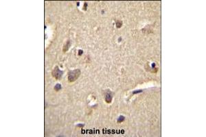 S100A1 Antibody immunohistochemistry analysis in formalin fixed and paraffin embedded human brain tissue followed by peroxidase conjugation of the secondary antibody and DAB staining. (S100A1 抗体  (C-Term))