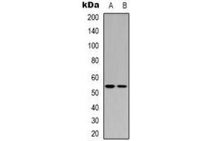 Western blot analysis of p53 expression in HEK293T (A), COLO205 (B) whole cell lysates. (p53 抗体)