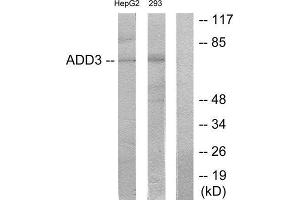 Western Blotting (WB) image for anti-Adducin 3 (Gamma) (ADD3) (Internal Region) antibody (ABIN1850185) (ADD3 抗体  (Internal Region))