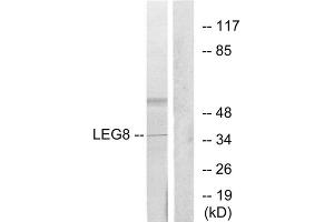 Western blot analysis of extracts from 3T3 cells, using LEG8 antibody. (LGALS8 抗体  (Internal Region))