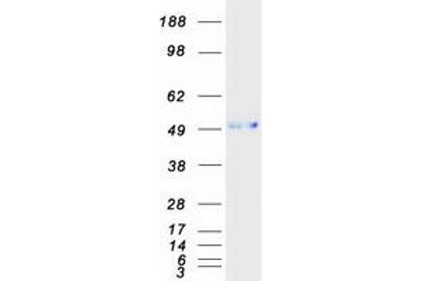 Cell Adhesion Molecule 4 Protein (CADM4) (Myc-DYKDDDDK Tag)