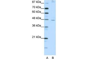 Western Blotting (WB) image for anti-Nuclear Receptor Subfamily 2, Group F, Member 2 (NR2F2) antibody (ABIN2461906) (NR2F2 抗体)