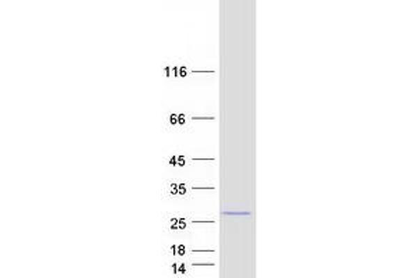 PCNP Protein (Myc-DYKDDDDK Tag)