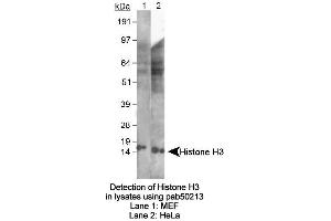 Image no. 2 for anti-Histone 3 (H3) (AA 100-200) antibody (ABIN363522) (Histone 3 抗体  (AA 100-200))