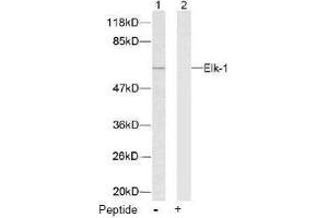 Image no. 2 for anti-ELK1, Member of ETS Oncogene Family (ELK1) (Ser383) antibody (ABIN197098) (ELK1 抗体  (Ser383))