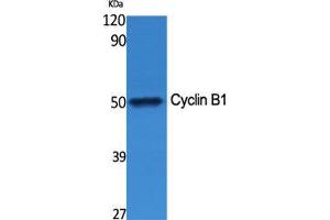 Western Blot (WB) analysis of specific cells using Cyclin B1 Polyclonal Antibody. (Cyclin B1 抗体  (Ser126))