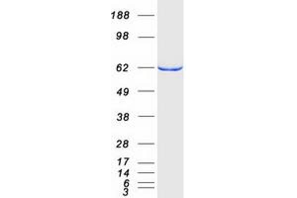 MTMR14 Protein (Transcript Variant 3) (Myc-DYKDDDDK Tag)