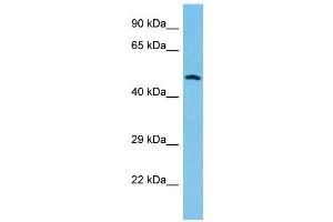 Western Blotting (WB) image for anti-Granulin (GRN) (Middle Region) antibody (ABIN2435794) (Granulin 抗体  (Middle Region))