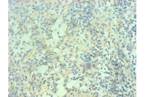 Immunohistochemical of paraffin-embedded human spleen tissue using ABIN7168560 at dilution of 1:200 (S1A9 抗体)