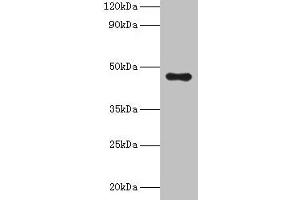 Western blot All lanes: APOA4 antibody at 2 μg/mL + Human serum Secondary Goat polyclonal to rabbit IgG at 1/10000 dilution Predicted band size: 46 kDa Observed band size: 46 kDa (APOA4 抗体  (AA 21-396))