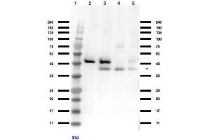 Western Blot of Goat Anti-p38 Antibody Western Blot of Goat Anti-p38 Antibody. (MAPK14 抗体)