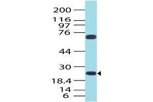 Image no. 1 for anti-Germinal Center Expressed Transcript 2 (GCET2) antibody (ABIN5026989) (GCET2 抗体)