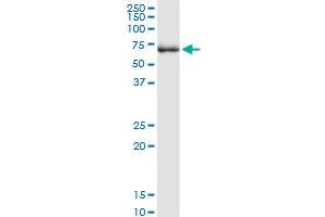 TGFBI MaxPab rabbit polyclonal antibody. (TGFBI 抗体  (AA 1-683))