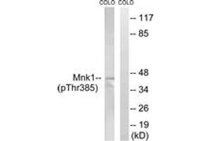 Western blot analysis of extracts from COLO205 cells treated with PMA 125ng/ml 30', using Mnk1 (Phospho-Thr385) Antibody. (MKNK1 抗体  (pThr385))