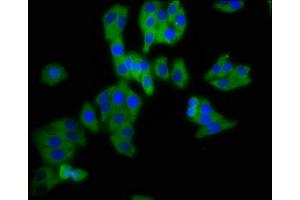 Immunofluorescence staining of HepG2 cells with ABIN7164397 at 1:200, counter-stained with DAPI. (DPY19L3 抗体  (AA 587-697))