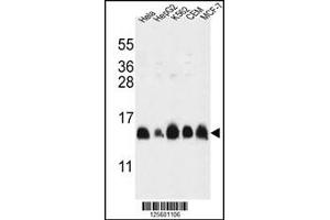 Western blot analysis in HL-60,HepG2,K562,CEM,MCF-7 cell line lysates (35ug/lane). (HIST1H2AL 抗体  (C-Term))