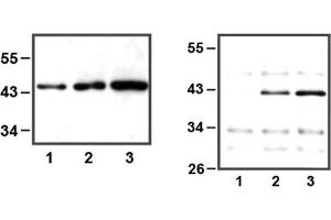 LEFT: 1:1,000 (1μg/mL) Ab dilution used in WB of HEK293 cell lysate, 5μg (1), 10μg (2), and 30μg (3) of cell lysate used, RIGHT: IP of anti-ERK1 (1μL) using HeLa cell lysate, 10μg (1), 25μg (2), and 50μg (3) of cell lysate used (ERK1 抗体)
