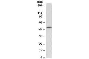 Western blot testing of rat brain lysate with GPR83 antibody at 1ug/ml. (GPR83 抗体)