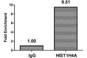 Chromatin Immunoprecipitation Hela (4*10 6 ) were treated with Micrococcal Nuclease, sonicated, and immunoprecipitated with 8 μg anti-HIST1H4A (ABIN7139186) or a control normal rabbit IgG. (HIST1H4A 抗体  (acLys5))