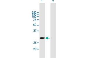 Western Blot analysis of EXOSC3 expression in transfected 293T cell line by EXOSC3 MaxPab polyclonal antibody. (EXOSC3 抗体  (AA 1-275))