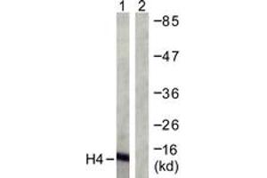 Western blot analysis of extracts from COS7 cells, treated with TSA 400nM 24h, using Histone H4 (Ab-12) Antibody. (Histone H4 抗体  (AA 10-59))