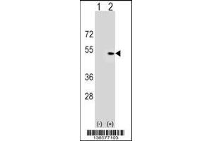 Western blot analysis of PLEKHA1 using rabbit polyclonal PLEKHA1 Antibody using 293 cell lysates (2 ug/lane) either nontransfected (Lane 1) or transiently transfected (Lane 2) with the PLEKHA1 gene. (PLEKHA1 抗体  (AA 149-178))