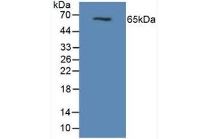 Detection of MUC1 in Mouse Pancreas Tissue using Polyclonal Antibody to Mucin 1 (MUC1) (MUC1 抗体  (AA 474-630))