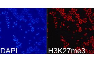 Immunofluorescence (IF) image for anti-Histone 3 (H3) (H3K27me) antibody (ABIN3023269)