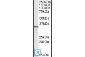 Antibody (0. (PPP4C 抗体  (C-Term))