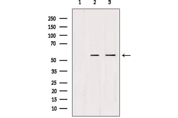 CDKL2 抗体  (Internal Region)