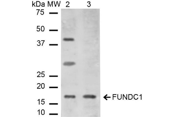 FUNDC1 抗体  (N-Term)