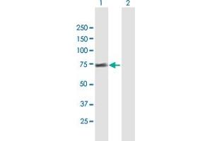 Western Blot analysis of FRS2 expression in transfected 293T cell line by FRS2 MaxPab polyclonal antibody. (FRS2 抗体  (AA 1-512))