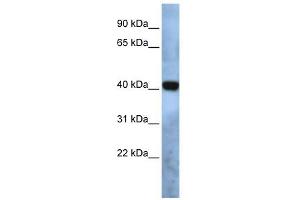 TMEM115 antibody used at 1 ug/ml to detect target protein. (TMEM115 抗体  (N-Term))