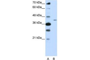 Western Blotting (WB) image for anti-Zinc Finger Protein 488 (ZNF488) antibody (ABIN2461999) (ZNF488 抗体)