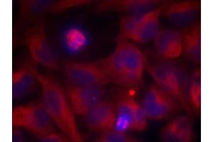 Immunofluorescence staining of methanol-fixed HeLa cells using Rel (Ab-503) Antibody (E021020, Red) (c-Rel 抗体)