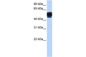 Western Blotting (WB) image for anti-Zinc Finger Protein 681 (ZNF681) antibody (ABIN2463453) (ZNF681 抗体)