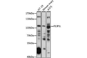 Western blot analysis of extracts of various cell lines, using FILIP1L antibody (ABIN7267205) at 1:1000 dilution. (FIL1L 抗体  (AA 1-200))