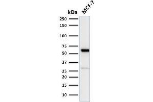 Western Blot Analysis of human MCF-7 cell lysate using Estrogen Receptor, alpha Rabbit Recombinant Monoclonal Antibody (ESR1/2299R). (Recombinant Estrogen Receptor alpha 抗体)