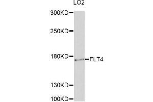 Western blot analysis of extracts of LO2 cells, using FLT4 antibody (ABIN5997738) at 1/1000 dilution. (FLT4 抗体)